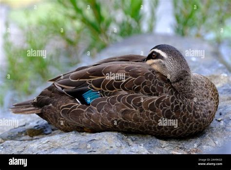 Animals and Birds in Queensland Australia Stock Photo - Alamy