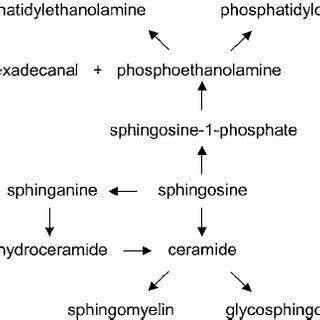 Metabolic pathways of Sphingosine. | Download Scientific Diagram