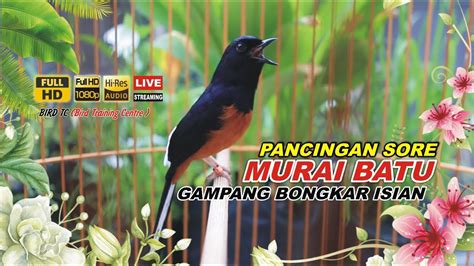 Pancingan Sore Murai Batu Gacor Bongkar Isian 100 AMPUH Buat Pancingan