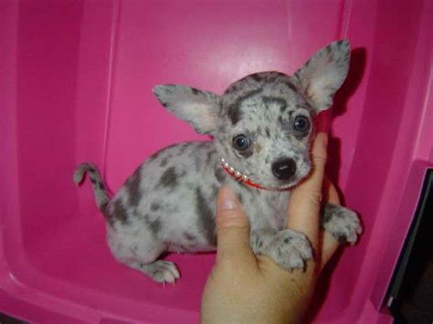 Blue Apple Head Chihuahua For Sale | PETSIDI