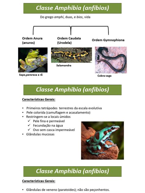 Informações Sobre A Nutrição Dos Anfíbios E Répteis - Características dos Anfíbios e Répteis | PDF | Anfíbio | Réptil