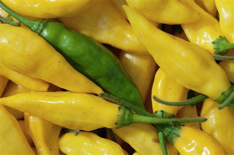 One Green And A Lot Of Yellow Hot Peppers Photograph By Elisabetta Poggi Fine Art America