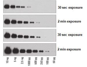 Western Blot Exposure Time And Detection Protocols And Techniques