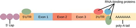 Eukaryotic Post Transcriptional Gene Regulation Openstax Biology 2e