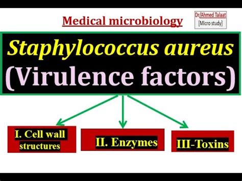 Virulence Factors Of Staphylococcus Aureus Medical Microbiology Youtube