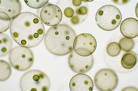 Volvox Green Algae Light Micrograph Stock Image C0482591