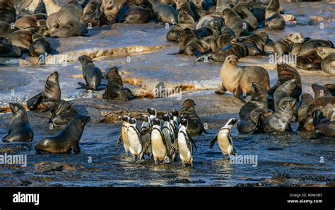 Los Pingüinos Africanos En Seal Island Pingüino Africano Spheniscus Demersus También