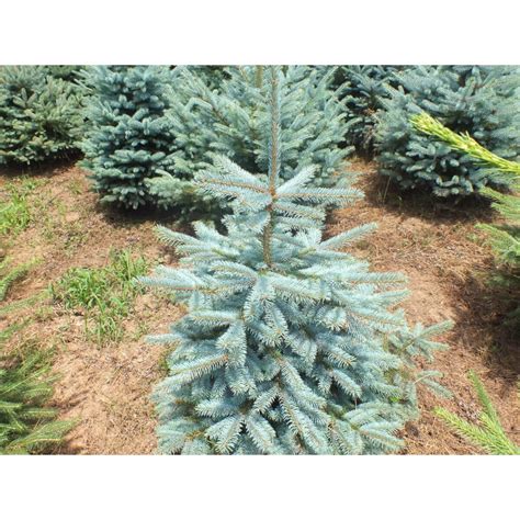 Саженец Ель колючая "Glauca Kaibab", Горшок C2, Лето 2024 (10522412 ...