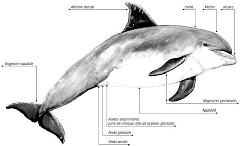 Anatomie Du Grand Dauphin Gecc