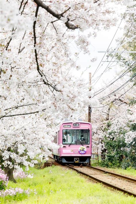 Sakura train in Kyoto, Japan during Cherry Blossom | Cherry blossom ...