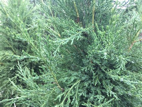 Можжевельник Виргинский Фото Посадка И Уход – Telegraph