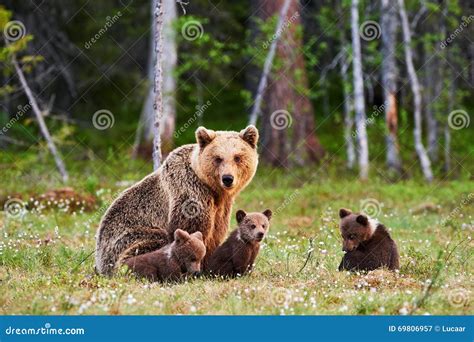 Mother Brown Bear and Her Cubs Stock Image - Image of security, wild: 69806957