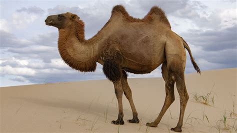 What Do Camels Eat In The Desert Live Science