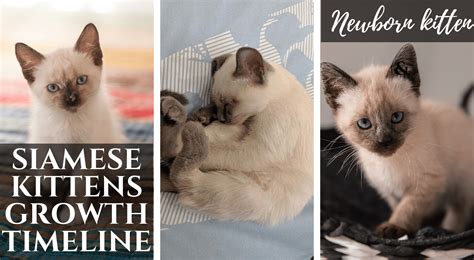 Siamese Cat Colors Chart | Fascinating Facts | Siamese of Day