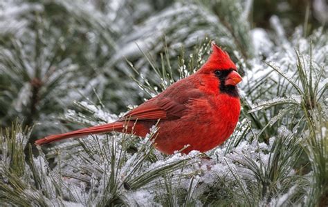 Winter Cardinal Wallpapers - Top Free Winter Cardinal Backgrounds ...