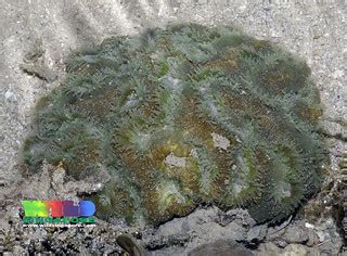 Grooved Brain Coral Symphyllia Sp More About Brain Cora Flickr