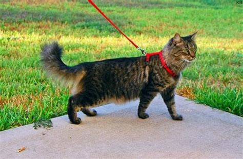 How To Walk A Cat And Live To Tell About It Petmd