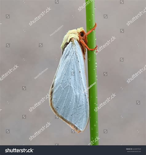 674 Ghost Moth Images, Stock Photos & Vectors | Shutterstock