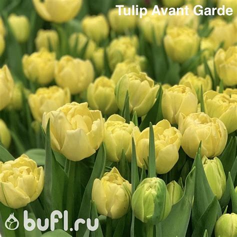 Tulip Avant Garde Bufl Ru