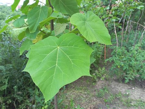 Premium Photo Paulownia Tomentosa With Beautifull Leaves In Summer