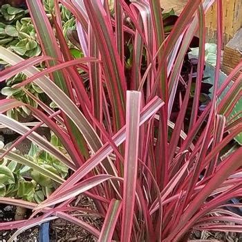 Phormium Maori Queen New Zealand Flax Garden Center Marketing