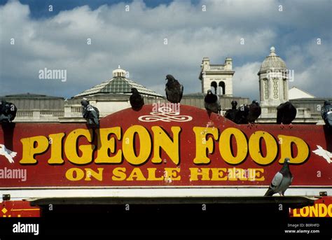 Feeding the pigeons, Trafalgar Square, London Stock Photo - Alamy