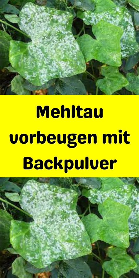 Mehltau Vorbeugen Mit Backpulver Garten Anpflanzen Garten Ideen