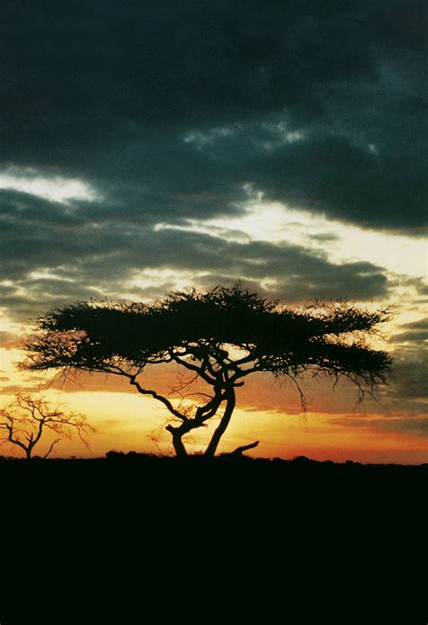 Serengeti Sunset 2 Free Photo Download | FreeImages