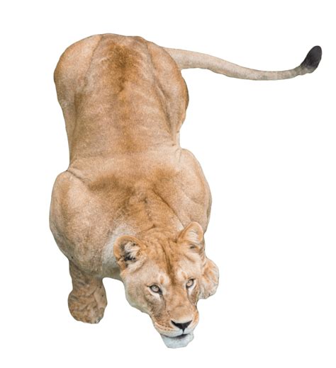 Lions White Transparent Lion Animal Brown Free Png Image For Free