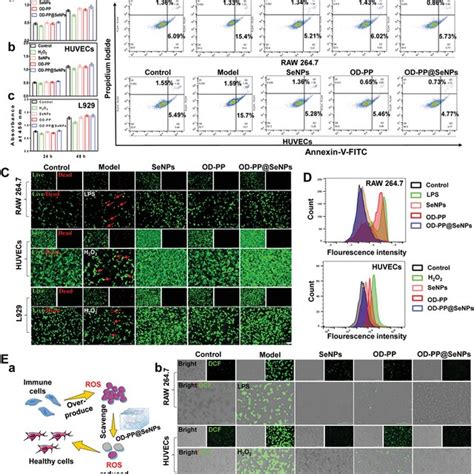 Biocompatibility And ROS Clearance Of ODPP SeNPs Hydrogel A Cell