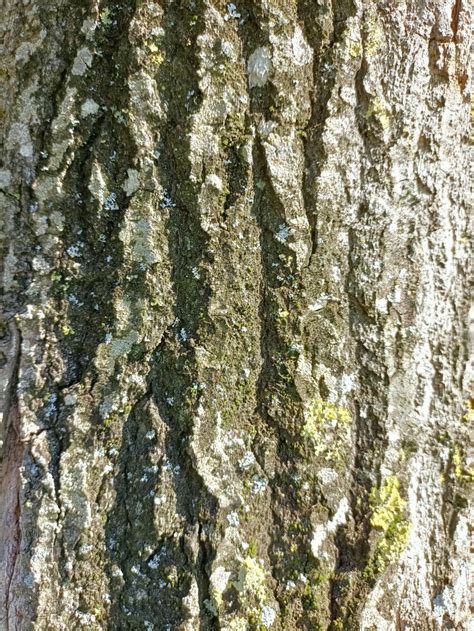 Tree bark texture - Photo #9424 - motosha | Free Stock Photos