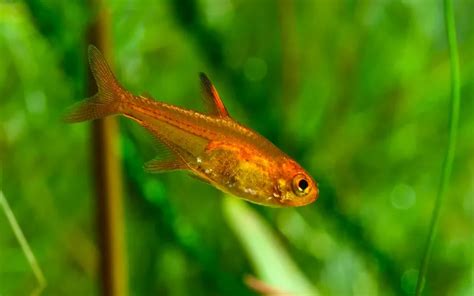 Ember Tetra Size: How Big Do They Get? - AquariumNexus