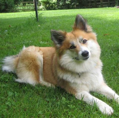 Icelandic Sheepdog Info Temperament Puppies Pictures