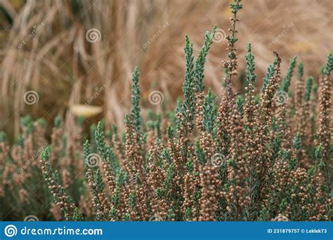 Green Calluna Vulgaris Heather Flowers By The Name Velvet Fascination