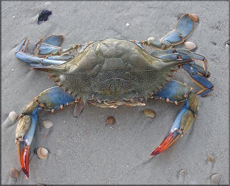 Callinectes Sapidus Blue Crab Female