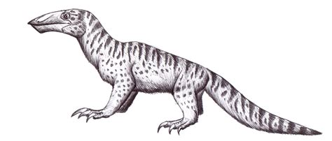 Monotremes Evolution And Classification