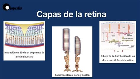 Capas De La Retina En Ojopedia Tu Enciclopedia De Oftalmolog A