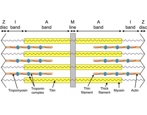 Steps of Sarcomere Contraction Quiz