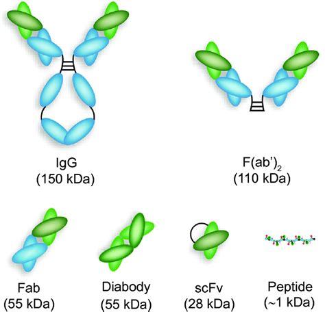 Schematic Structures Of Intact Antibody And Various Antibody Fragments