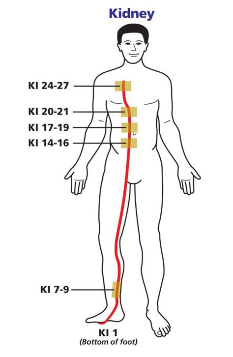 Kidney Meridian Chart By Wellbrocks 2017 Copyright Pam Wellbrock