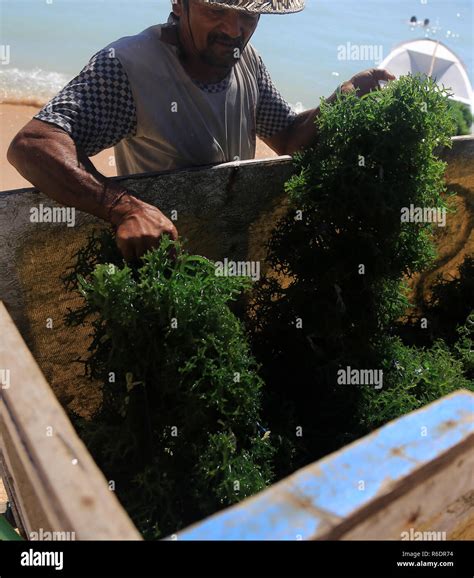 Seaweed Farm Nusa Lembongan Stock Photo Alamy