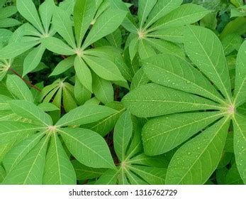 Cassava Leaves Rain Water Stock Photo 1239490453 Shutterstock