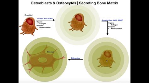 Osteocytes Diagram