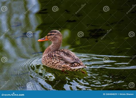 Wild Duck Swimming In Lake Water Birds Stock Image Image Of Stream