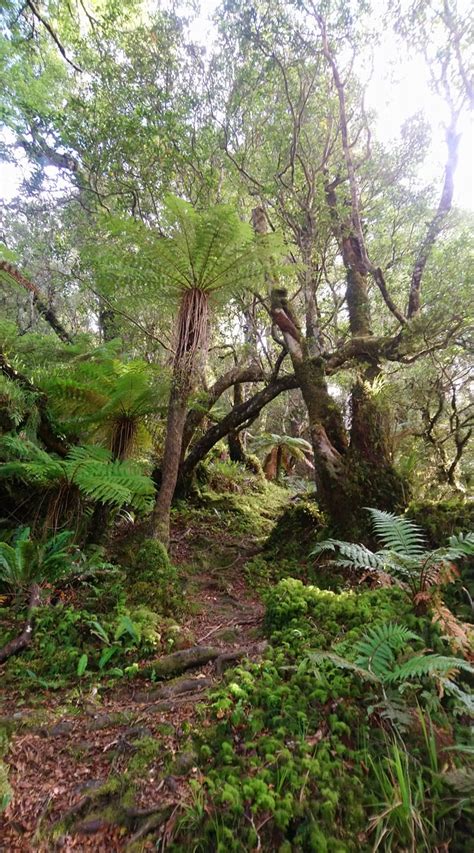 Knights Shorts Loop Track With Toka Peak Manawatu Wanganui