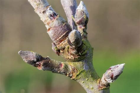 Signs of Spring: Understanding the Lifecycle of Apple Tree Blooms ...