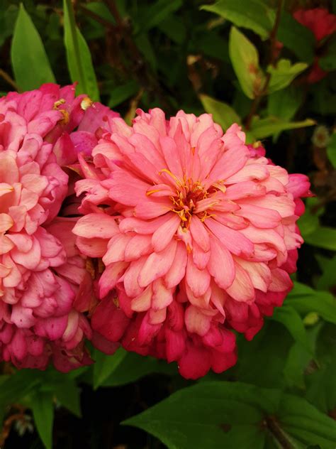 Zinnia 'Elegans Mixed' - Local Seeds