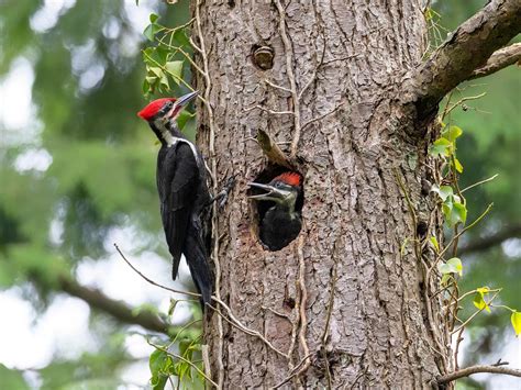 How Big Are Pileated Woodpeckers? (Wingspan + Size) | Birdfact