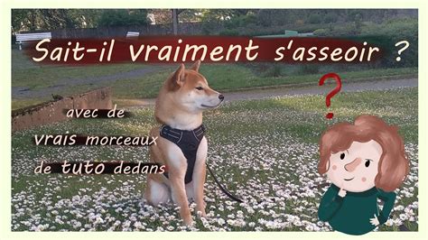 Tuto Apprendre L Ordre Assis Votre Chien Et La R Gle Des D