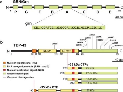 Progranulin And Tdp Structure And Processing A The Top Part Of The